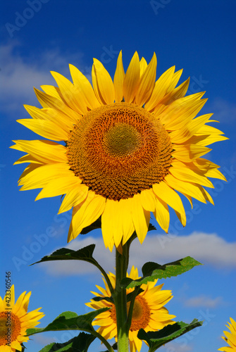 Sunflower flower (Helianthu...