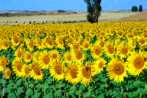 Sunflowers in the Valderejo...