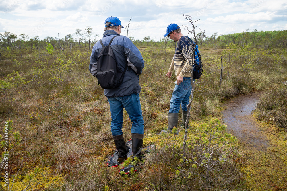 A small group of tourists travels around the reserve. Hikers explore marsh vegetation. People move through the swamp wearing special devices - bogshoes.
