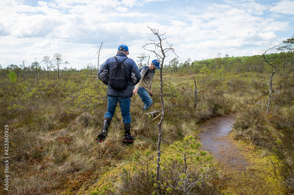 Hikers explore marsh vegetation. A small group of tourists travels around the reserve. People move through the swamp wearing special devices - bogshoes. Hikers explore marsh vegetation. A small group of tourists travels around the reserve. People move through the swamp wearing special devices - bogshoes.