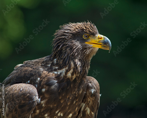 portrait of a young eagle