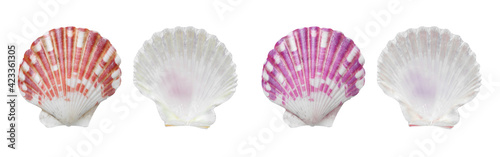mollusk sea shells on white background