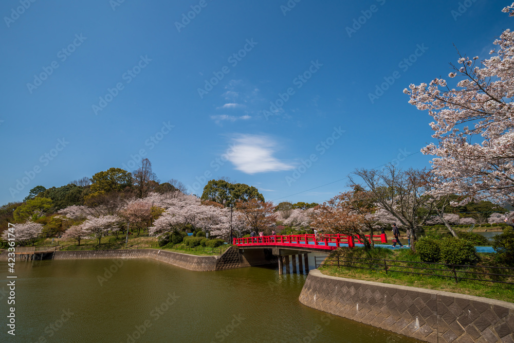 桜と池 甘木公園