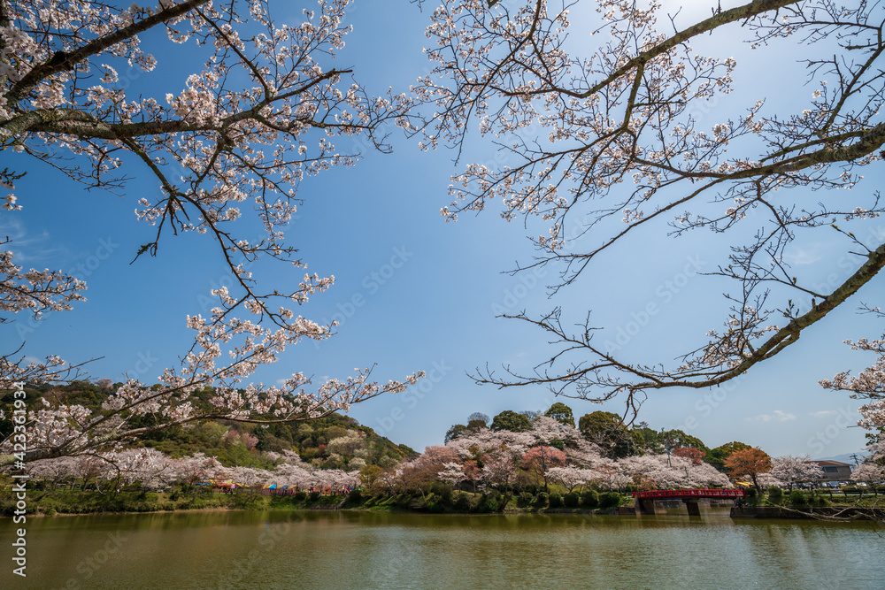 桜と池 甘木公園