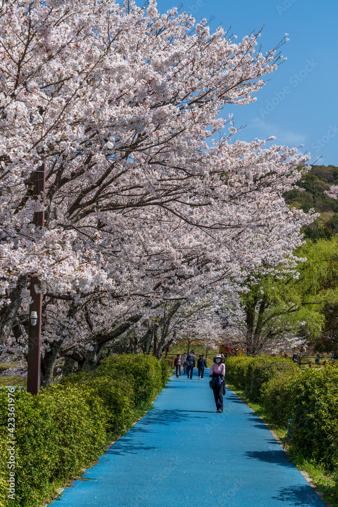 桜と池 甘木公園