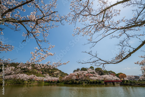 桜と池　甘木公園