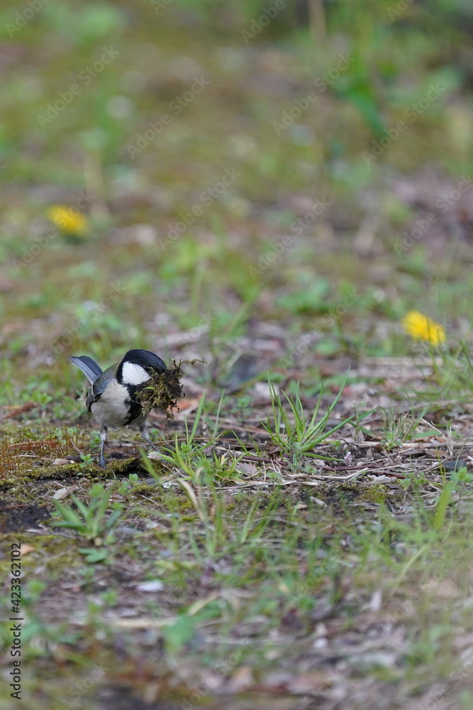 japanese tit is collecting tha nesting material japanese tit is collecting tha nesting material
