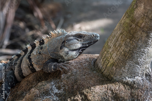 Portrait of black spiny-tailed iguana Ctenosaura similis at Xcacelito cenote  Quintana Roo  Yucatan peninsula  Mexico