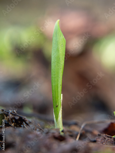 The wild cowleek or ramsons. Young sprout of garlic bears photo