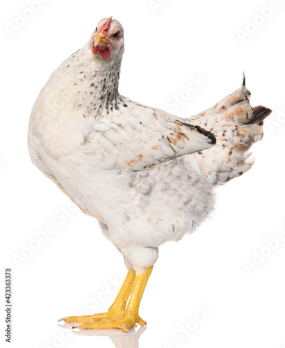 one white chicken isolated on white background, studio shoot