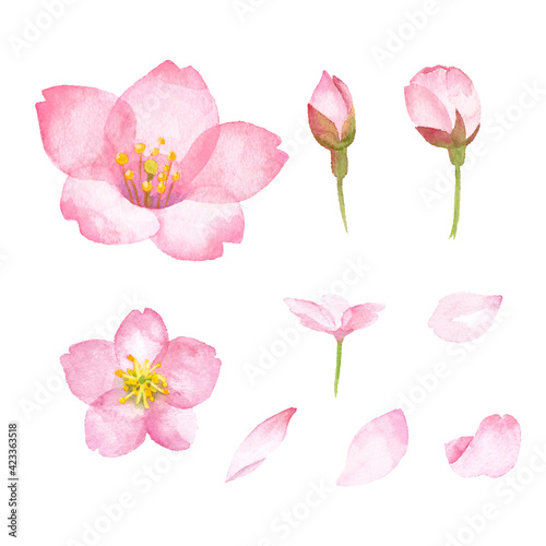 桜のパーツの水彩イラスト（花、つぼみ、花びら）。水彩イラストのトレースベクター