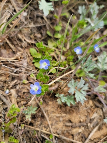 the wild flowers of spring 21.03.26 photo