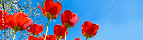 Red tulips on sky background banner panoramic