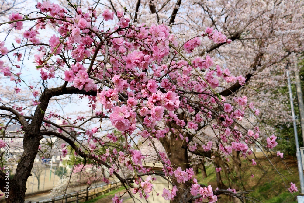 桜の花満開　咲き乱れる　風景