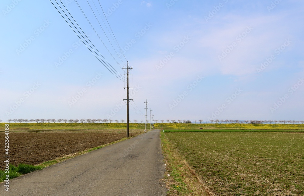 河川へ続く道　田舎　電柱　風景　春