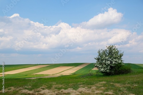 Lonely blooming fruit tree between beautiful fields in colorful stripes illuminated by the sun around Suloszowa  Jura region  Cracow-Czestochowa Upland  Poland