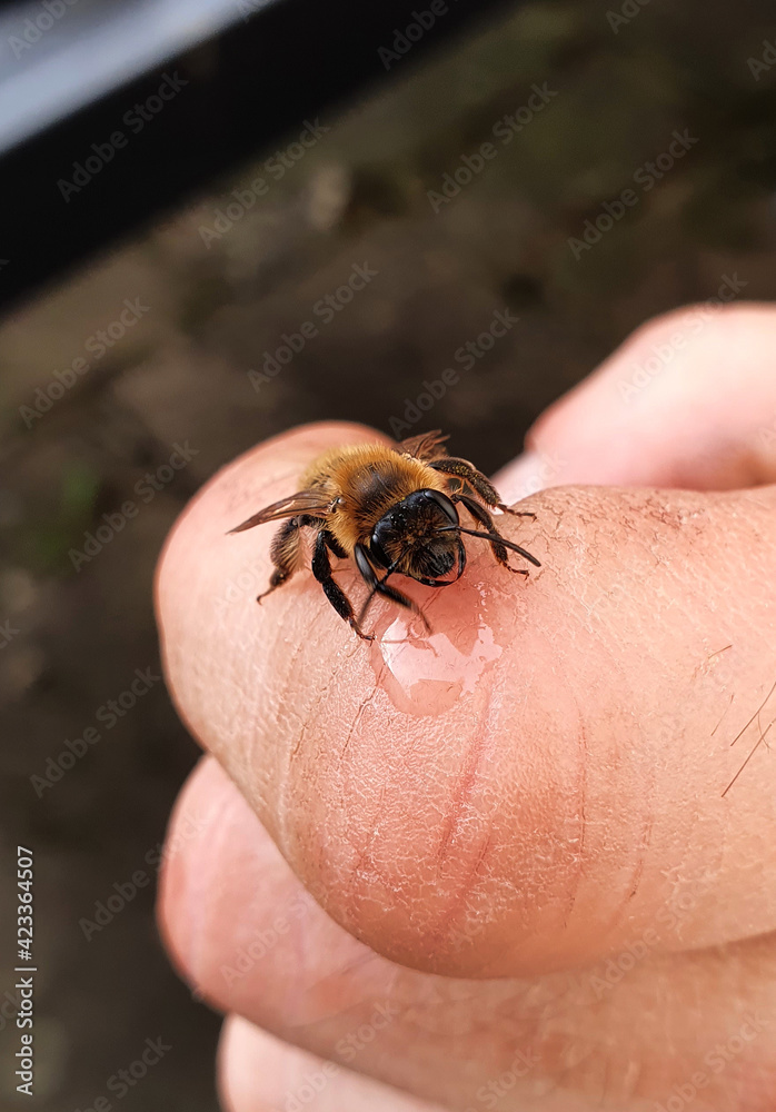 Fototapeta premium Wildbiene