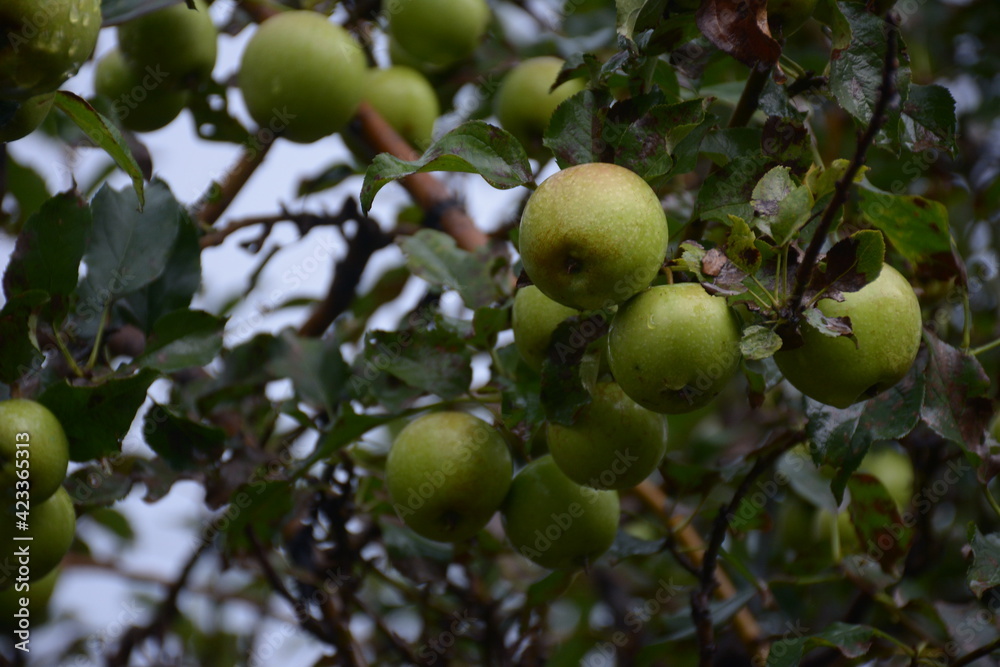 Fresh green apples on the branches are ready to be harvested