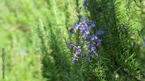 The fragrant rosemary herb shakes in the wind. The purple flowers of the herb are beautiful.