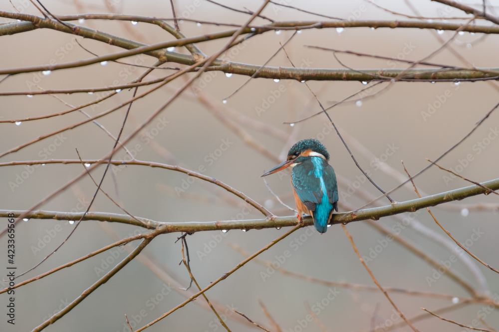 Obraz premium Female common kingfisher sitting on a branch, photographed on a rainy day in the Netherlands.
