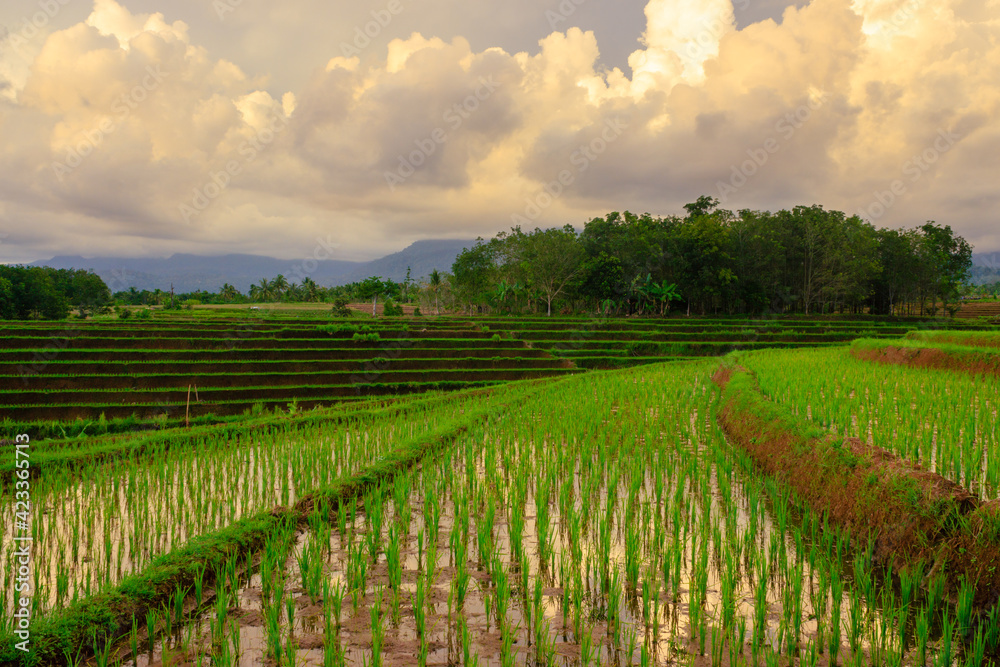 Green rice fields with a wide terrace in the afternoon with beautiful mountains in Bengkulu, Indonesia, Asia