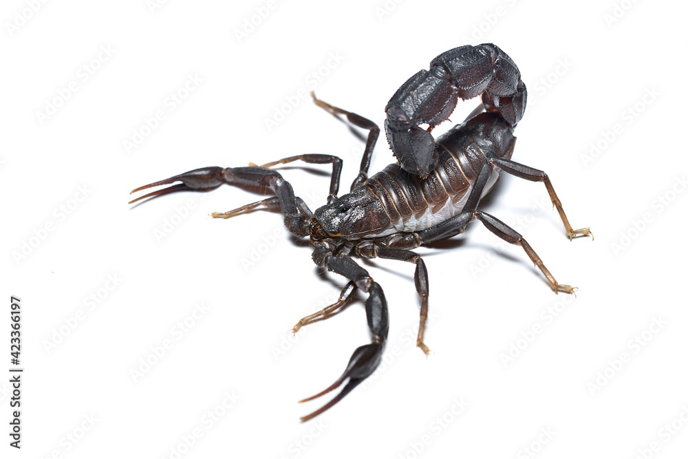 Closeup of the medically important black fattail scorpion Androctonus bourdoni (Scorpiones: Buthidae) from Morocco, photographed on white background.