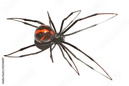Fototapeta na wymiar Closeup of the medically important black-widow spider Latrodectus occidentalis (former 
