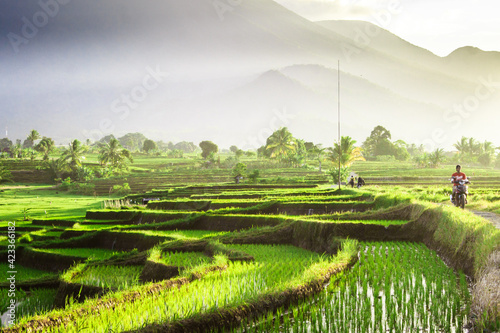 Fototapeta Naklejka Na Ścianę i Meble -  View of rice fields in the afternoon with farmers starting their activities in Bengkulu, Indonesia