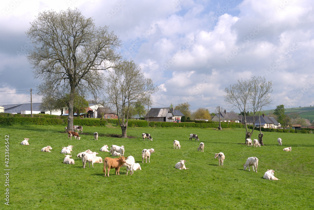 Troupeau de vaches et veaux charolais au paturage, veau sous la mère Troupeau de vaches et veaux charolais au paturage, veau sous la mère