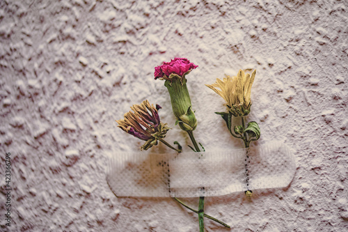 DRIED FLOWERS WITH PFLASTER