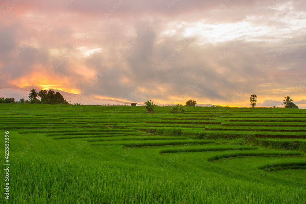 Beautiful green rice fields with sky sunrise in the morning with beautiful mountains in Bengkulu, Indonesia, Asia