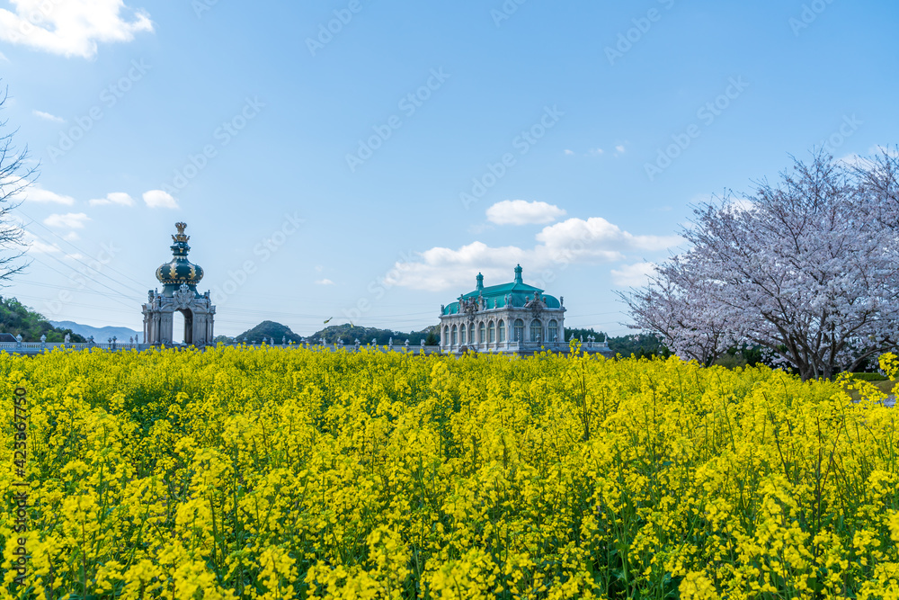 桜と菜の花