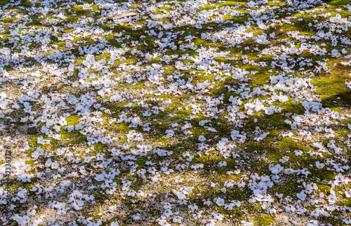 Obraz na płótnie 桜 w salonie