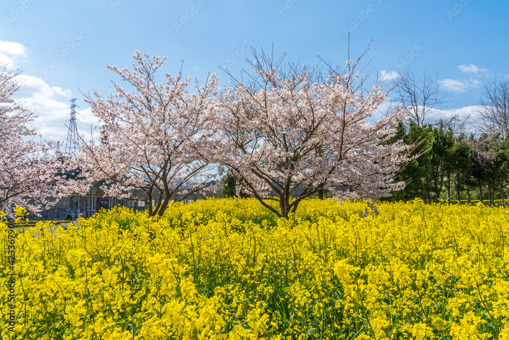 桜と菜の花