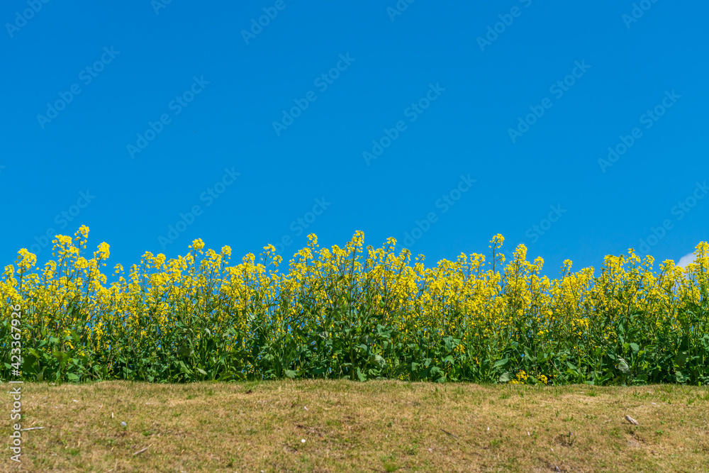 菜の花
