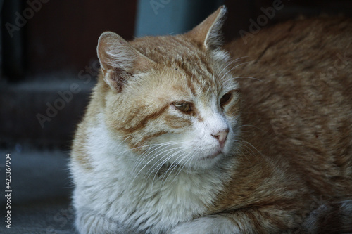 Fototapeta Naklejka Na Ścianę i Meble -  Furry tabby cat resting in the street