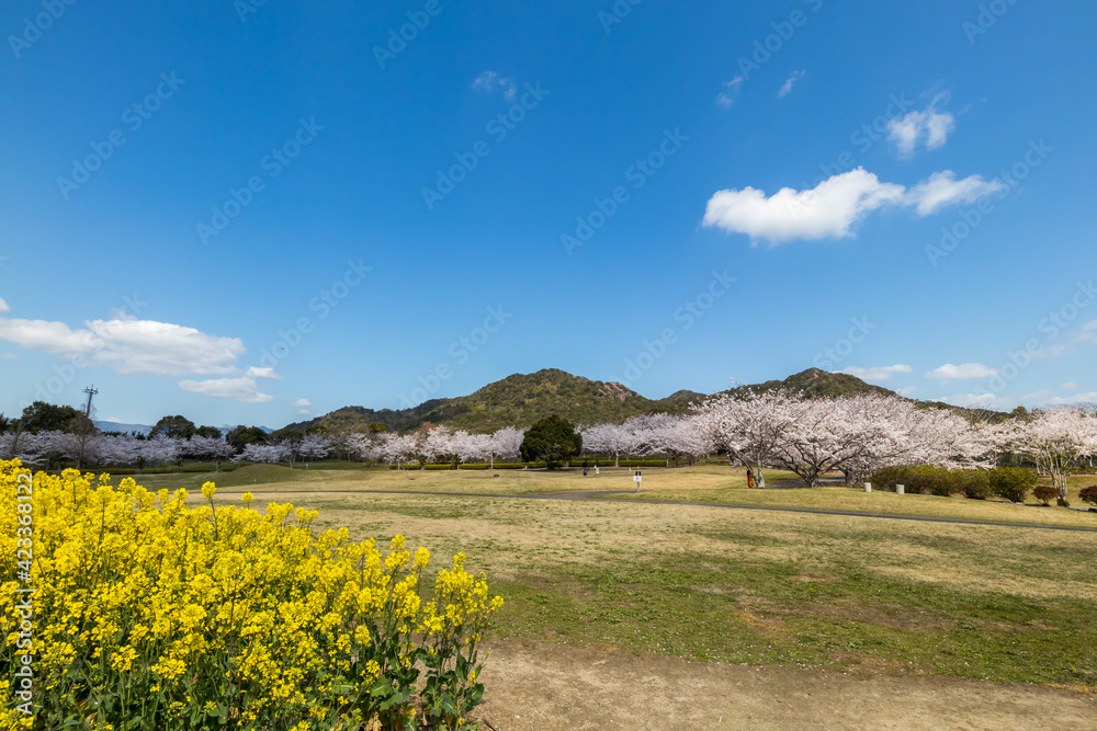 桜と菜の花