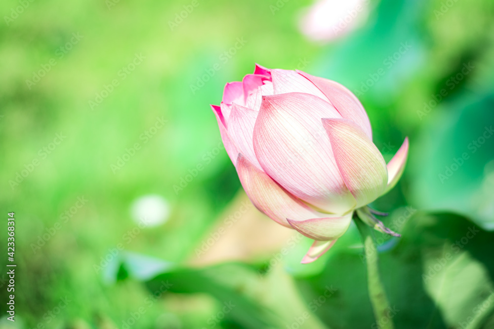 Pink lotus flower and blurred green nature background.