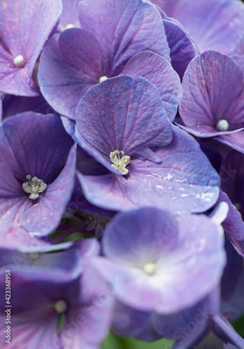 雨に濡れた紫陽花の写真