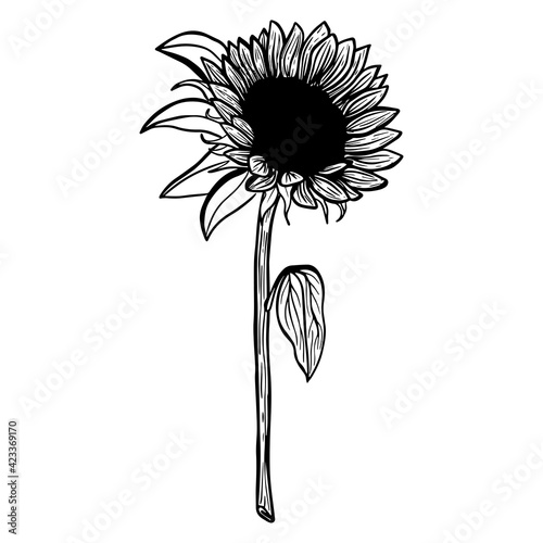 Sunflower flower. Black and white illustration of a sunflower. Linear art. Hand-drawn decorative blooming sunflower element in vector