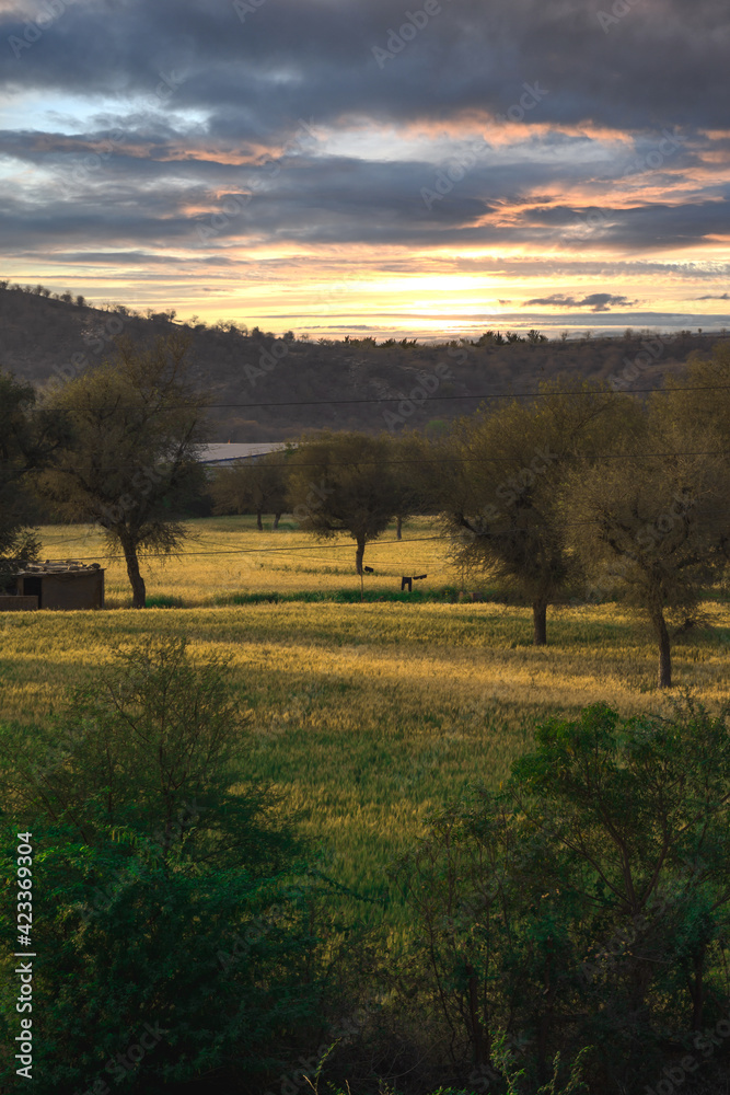 Fototapeta premium sunrise over the field green valley in jaipur