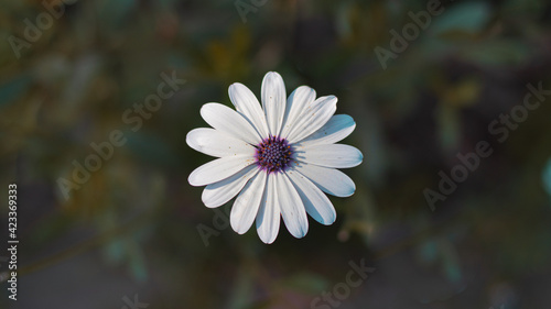 flower in a garden white
