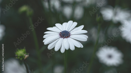 daisy flower in the garden