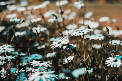 grass and flowers warm feeling