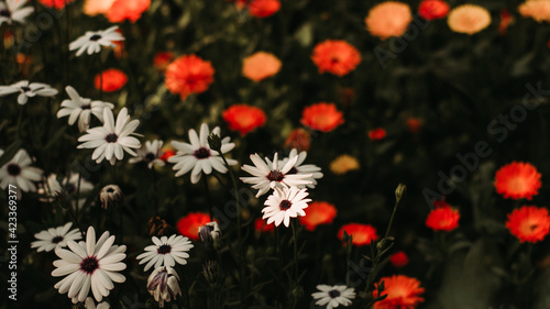 flowers in the field