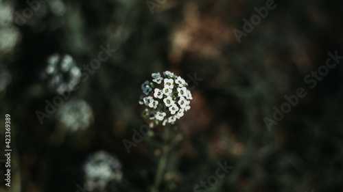 blooming flower in the field flower bud