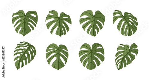 Monstera Deliciosa plant leaf flat style  isolated on background