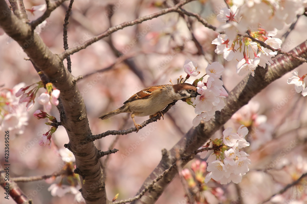 桜の花をつつくスズメ 桜の花をつつくスズメ