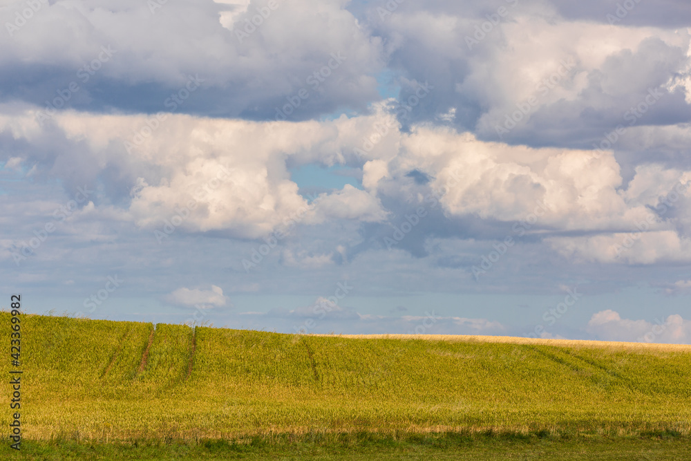 Landscape with the field and cloudy sky