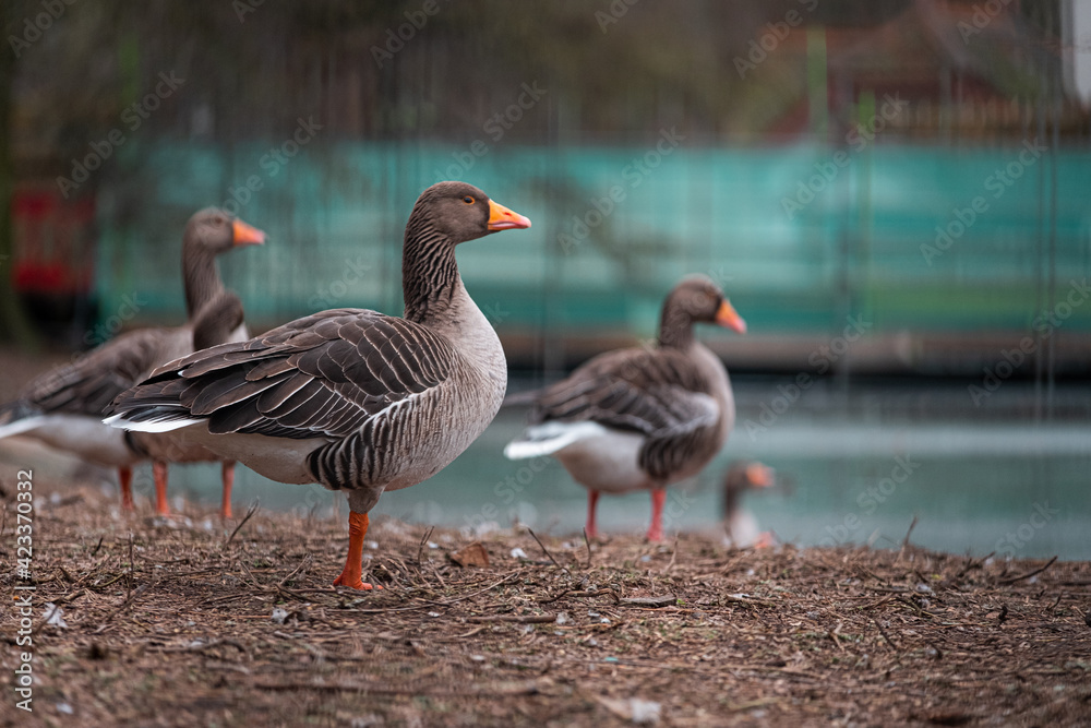 Side view of multiple brown and orange geese standing together looking into the distance in a park in the center of London city. Cold winter day in UKs national covid lockdown Side view of multiple brown and orange geese standing together looking into the distance in a park in the center of London city. Cold winter day in UKs national covid lockdown